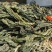 芥菜干菜，焯水自然晾晒，无任何添加，大量有货，欢迎选购