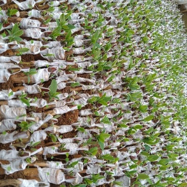 湘蕾5号金银花寸苗，原产地直发，