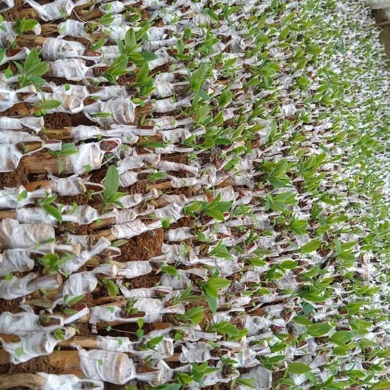 湘蕾5号金银花寸苗，原产地直发，