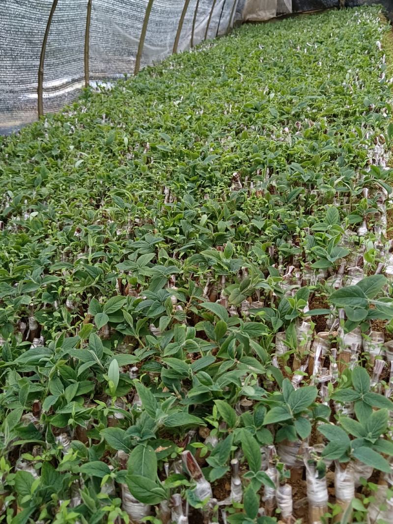 湘蕾5号金银花寸苗，原产地直发，