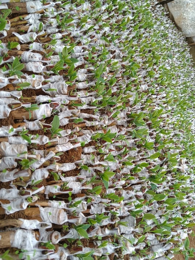 湘蕾5号金银花寸苗，原产地直发，