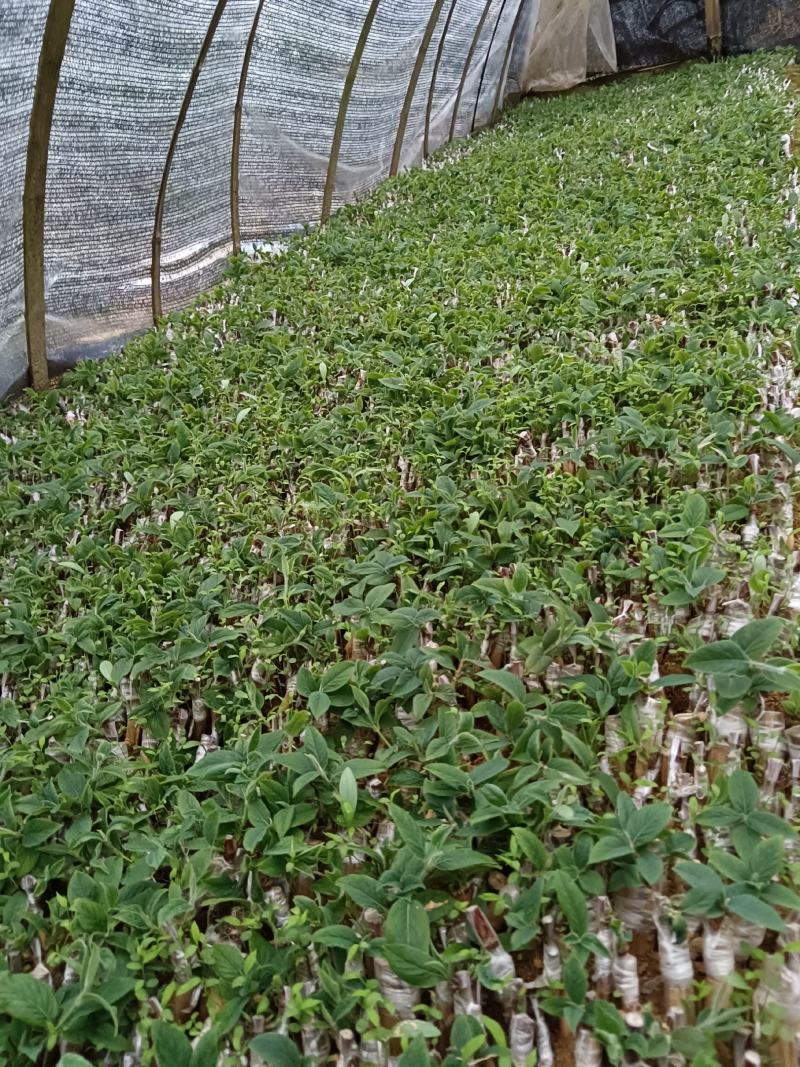 湘蕾5号金银花寸苗，原产地直发，