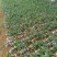 湘蕾5号金银花寸苗，原产地直发，