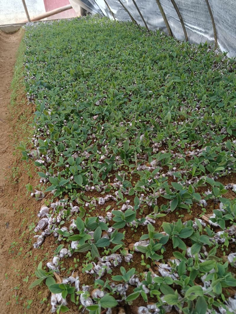 湘蕾5号金银花寸苗，原产地直发，