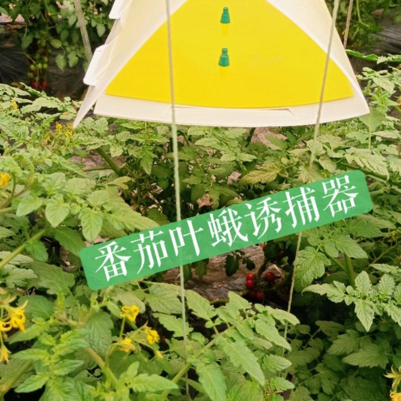 飞蛾陷阱夜娥诱捕器防风夜蛾诱芯大棚蔬菜瓜果捕蛾器果园懒人