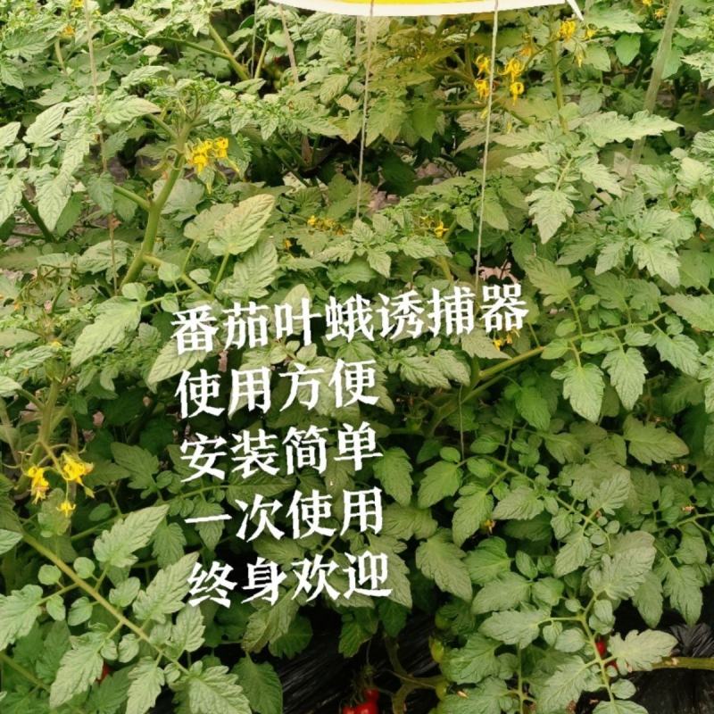 飞蛾陷阱夜娥诱捕器防风夜蛾诱芯大棚蔬菜瓜果捕蛾器果园懒人