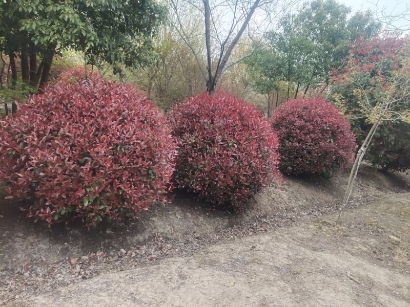 苗木