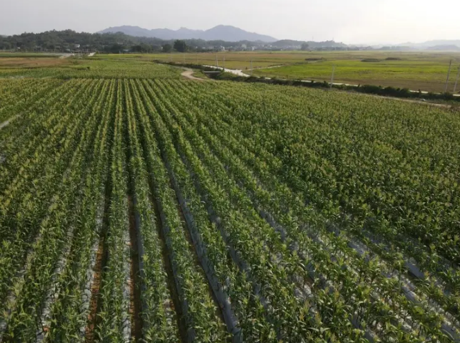 甜玉米田间控旺示意图