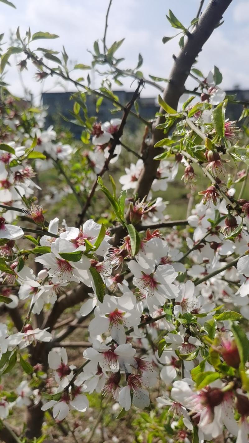NP纸皮巴旦木