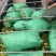 水果玉米现摘现发云南基地直销甜玉米颗粒饱满汁水充足
