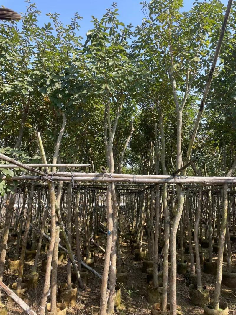 黄花风铃木5--15公分基地直发品质保证欢迎联系