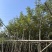 黄花风铃木5--15公分基地直发品质保证欢迎联系