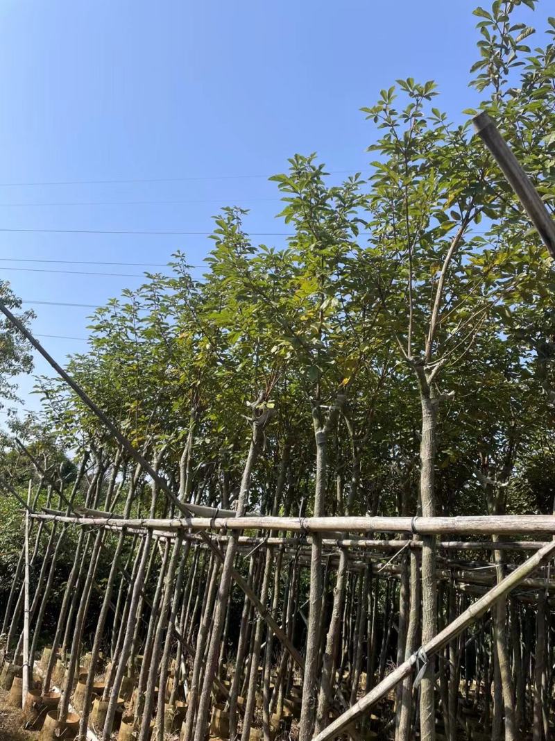 黄花风铃木5--15公分基地直发品质保证欢迎联系