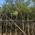 黄花风铃木5--15公分基地直发品质保证欢迎联系
