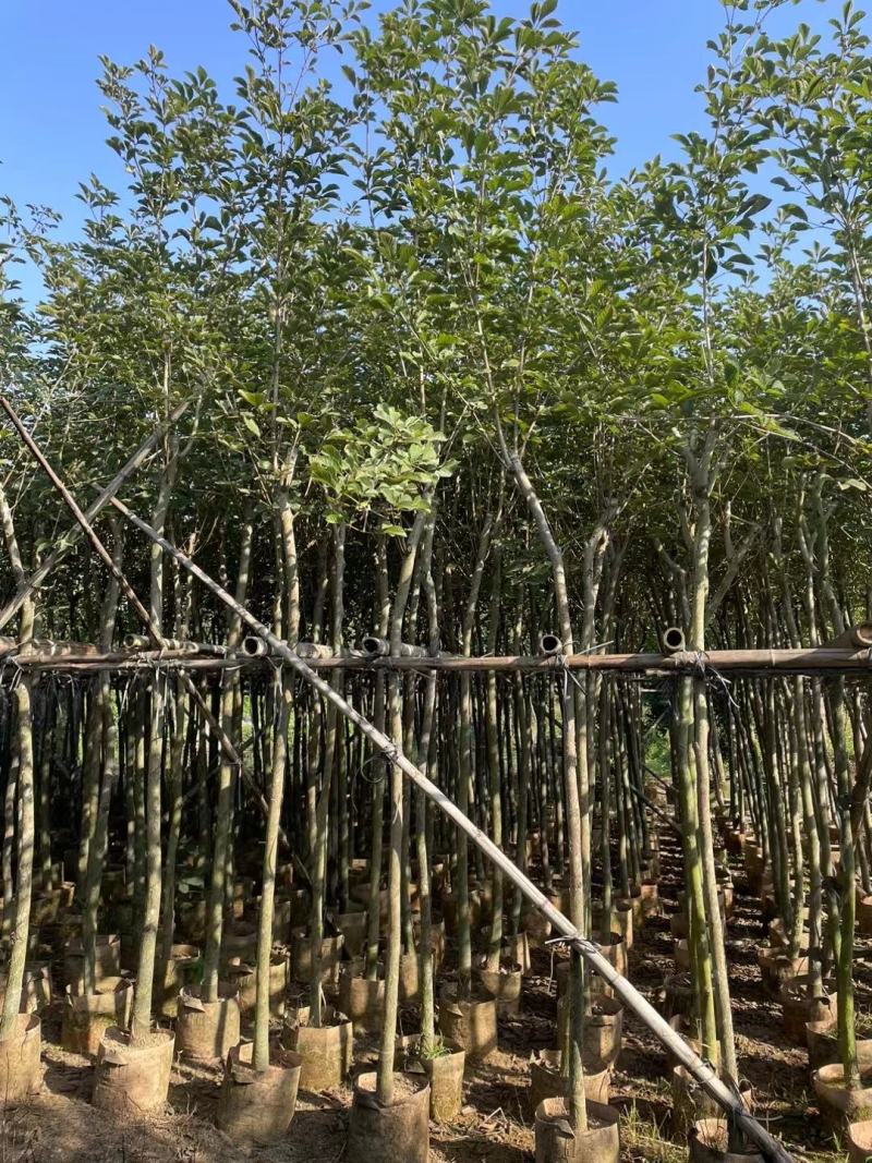 黄花风铃木5--15公分基地直发品质保证欢迎联系
