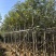 黄花风铃木5--15公分基地直发品质保证欢迎联系