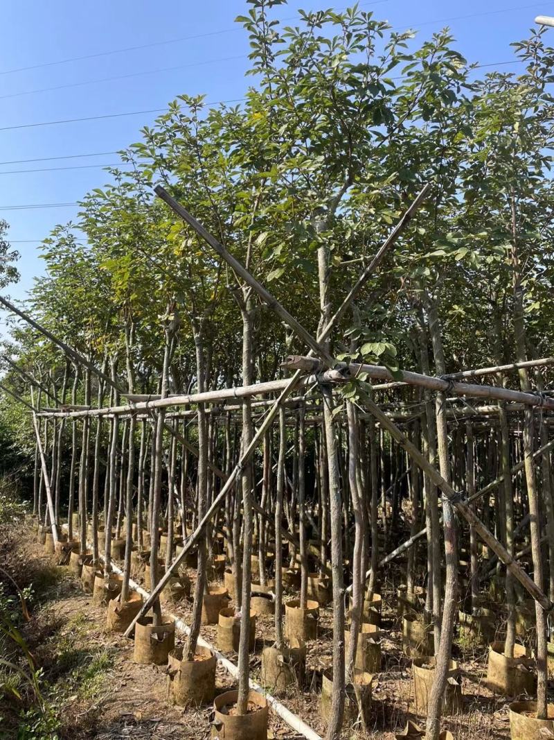 黄花风铃木5--15公分基地直发品质保证欢迎联系