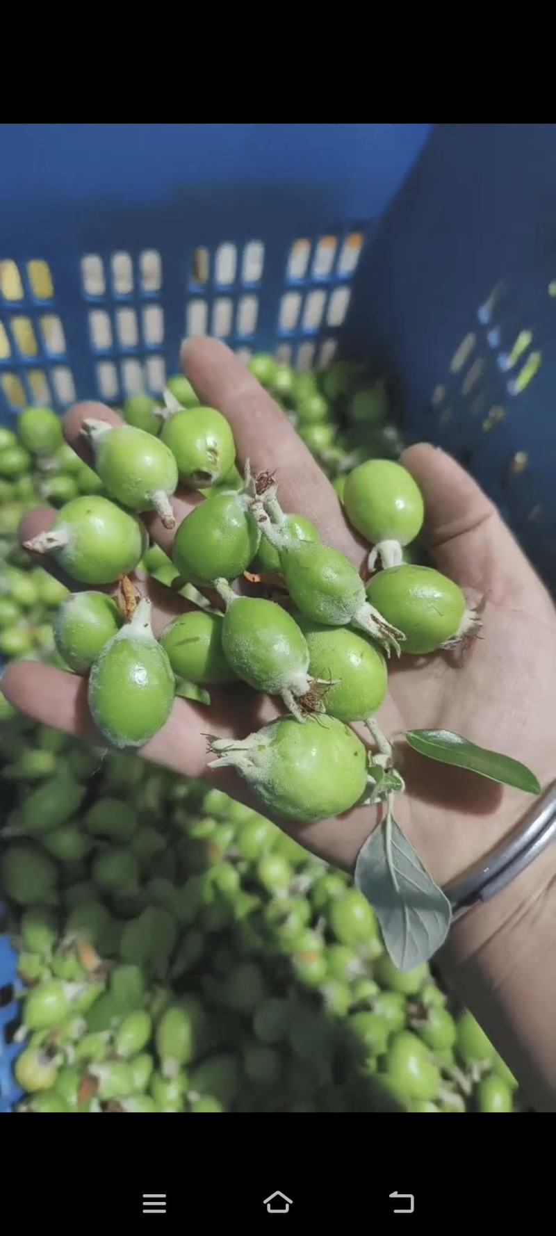 酸多一芽芽