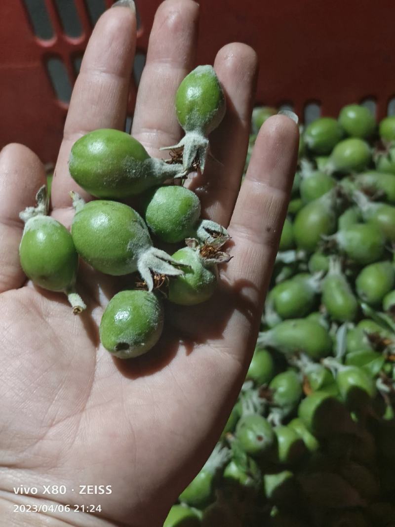 酸多一芽芽