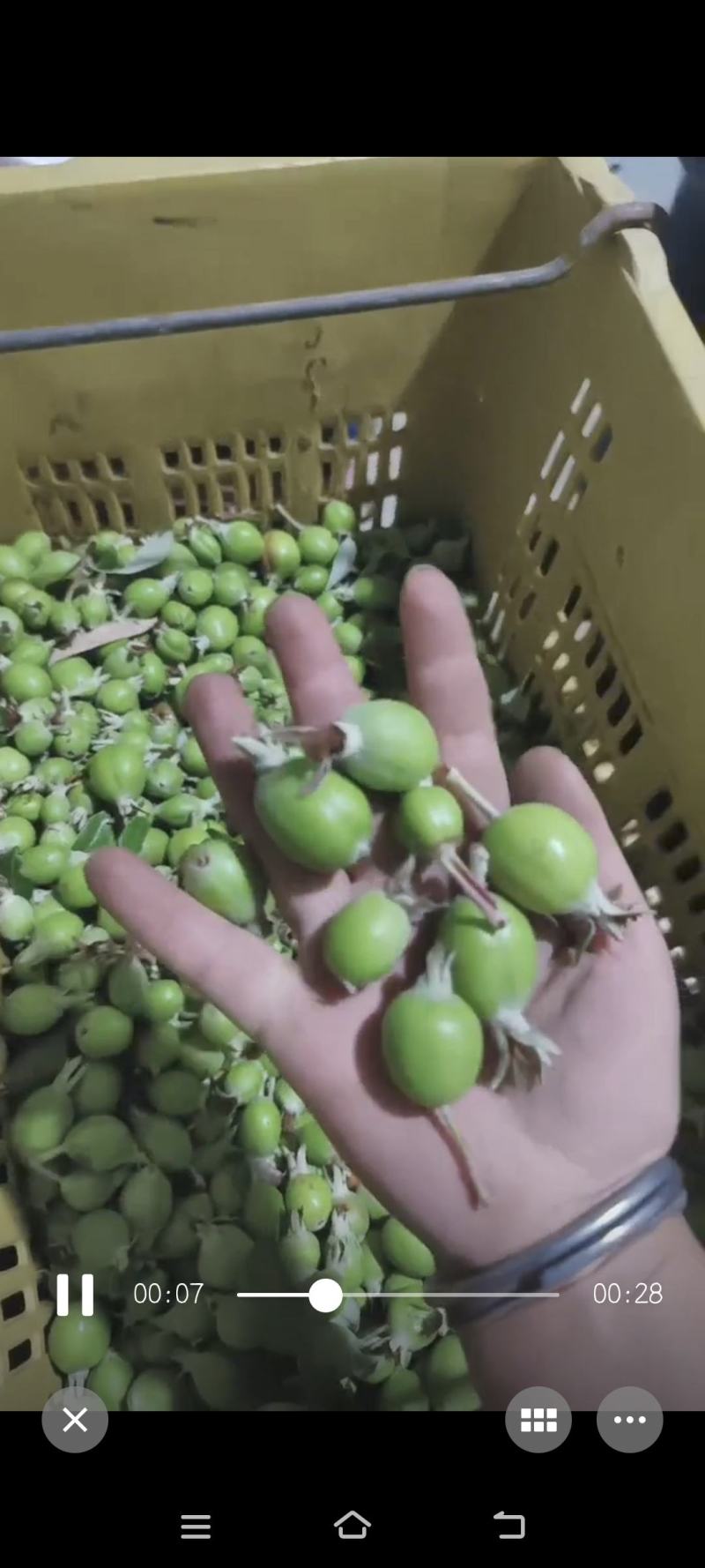 酸多一芽芽