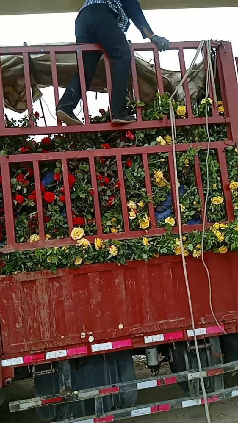 月季花，丰花月季，大花月季，品种齐全，独杆月季，嫁接月季