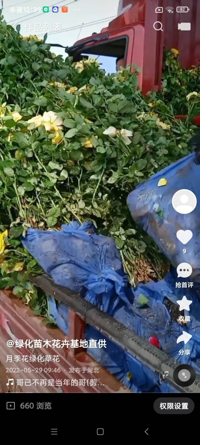 月季花，丰花月季，大花月季，品种齐全，独杆月季，嫁接月季