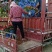 月季花，丰花月季，大花月季，品种齐全，独杆月季，嫁接月季