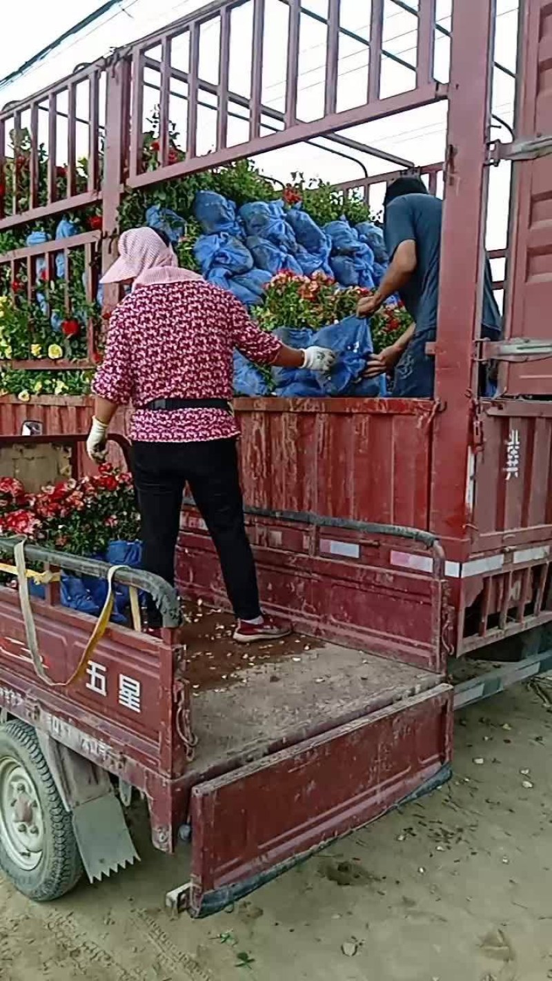 月季花，丰花月季，大花月季，品种齐全，独杆月季，嫁接月季
