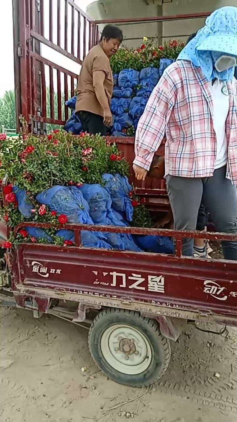 月季花，丰花月季，大花月季，品种齐全，独杆月季，嫁接月季