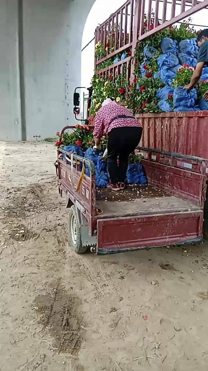 月季花，丰花月季，大花月季，品种齐全，独杆月季，嫁接月季