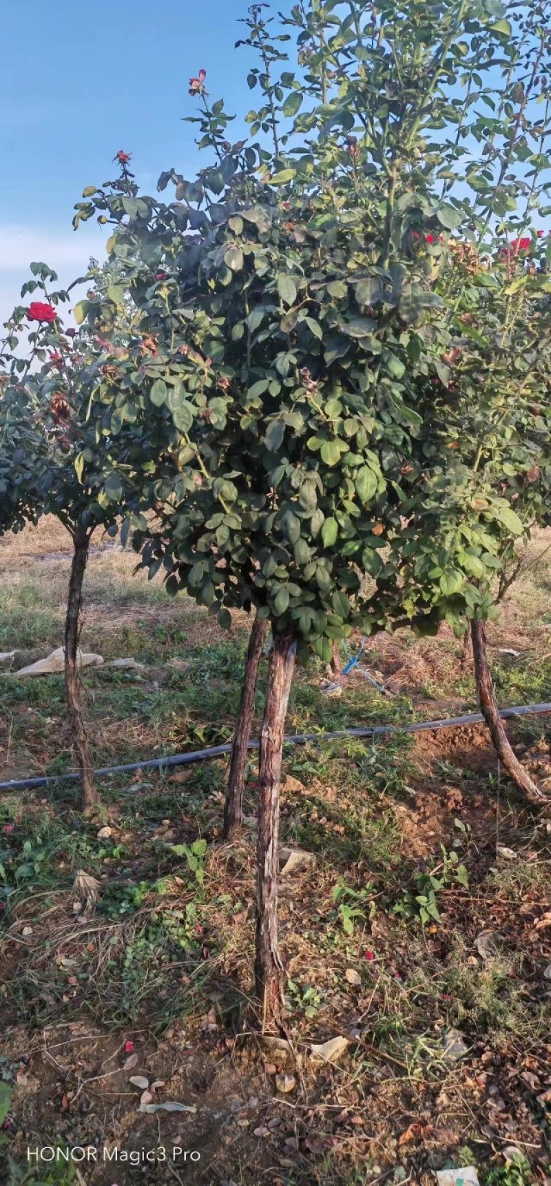 月季花，丰花月季，大花月季，品种齐全，独杆月季，嫁接月季