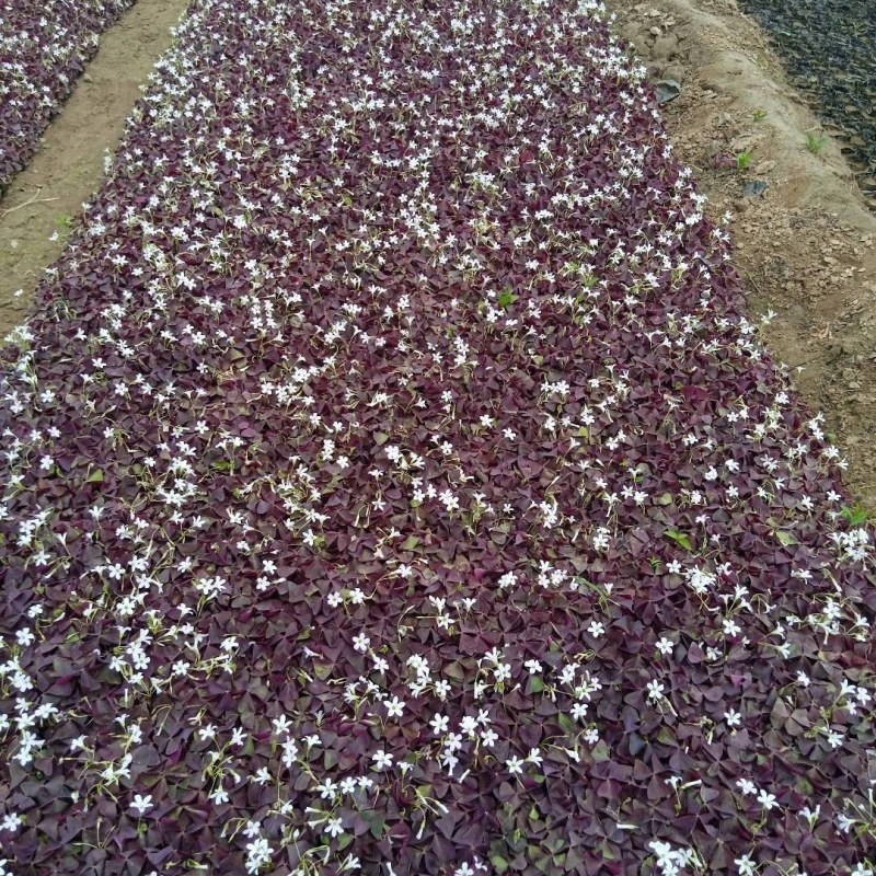 月季花，丰花月季，大花月季，品种齐全，独杆月季，嫁接月季