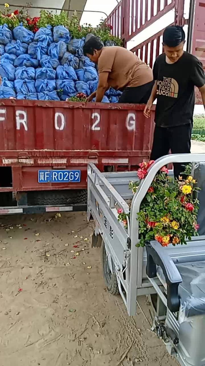 月季花，丰花月季，大花月季，品种齐全，独杆月季，嫁接月季