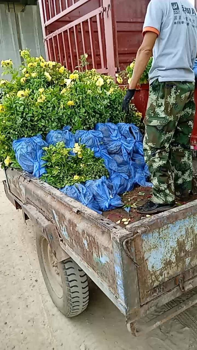 月季花，丰花月季，大花月季，品种齐全，独杆月季，嫁接月季