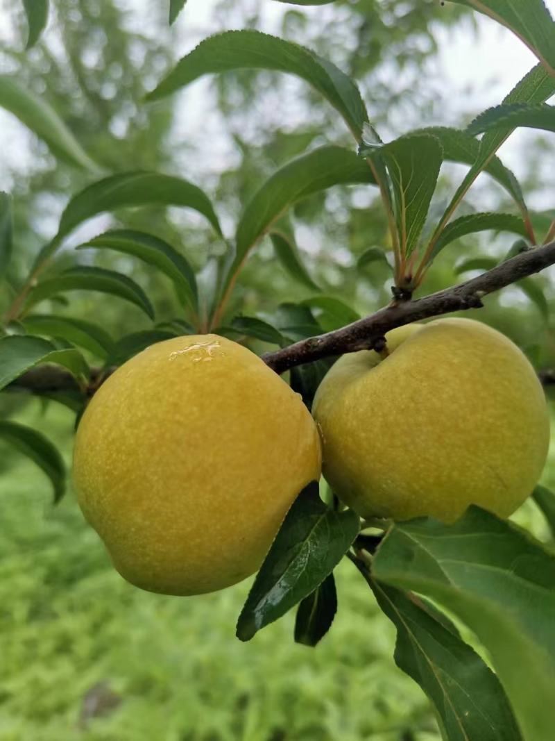 四月李子。蜂糖李。