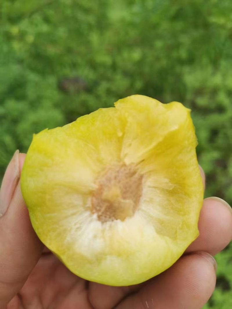 四月李子。蜂糖李。