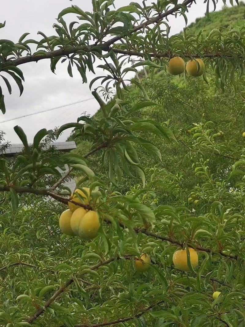 四月李子。蜂糖李。