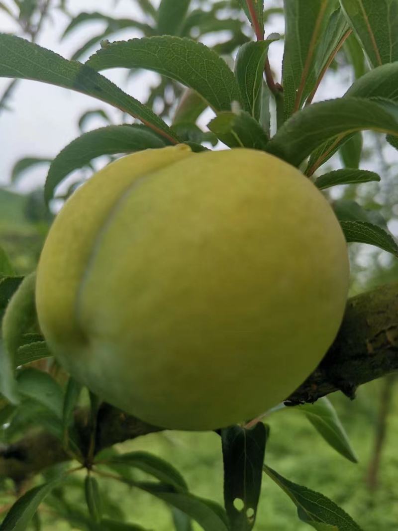 四月李子。蜂糖李。