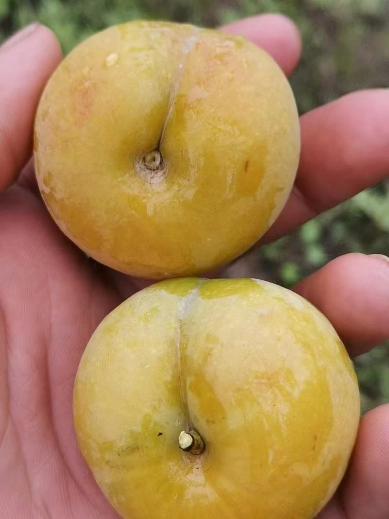 四月李子。蜂糖李。