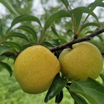四月李子。蜂糖李。
