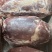 【牛肉】牛霖手续齐全厂家直供品质保证全国发货质优
