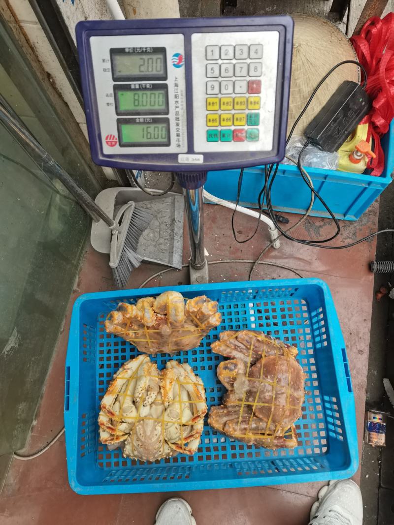 帝王蟹