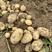 《优选》湖北黄心土豆大量上市，品种齐全视频看货，一手货源