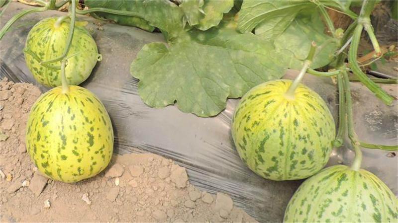 花蕾甜瓜与其他水果对比营养图表