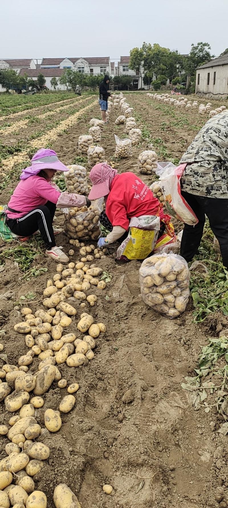 《优选》湖北黄心土豆大量上市，品种齐全视频看货，一手货源