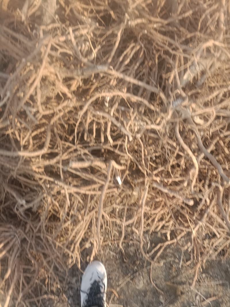 牡丹皮