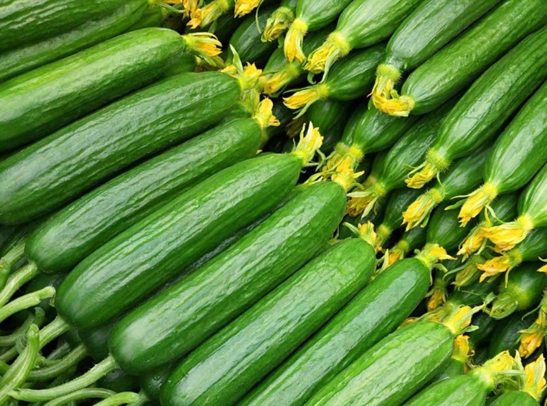 展示新鲜黄瓜与放置数天后的黄瓜对比图,包括表皮皱缩、颜色变化和霉斑现象 黄瓜老化过程