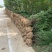 【2米】精选河南侩规格齐全基地直发质量保证