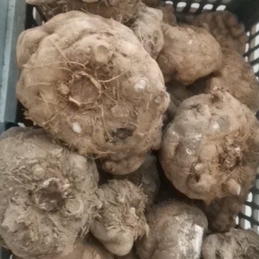 出售150斤大魔芋，大的有5斤，单果重量。