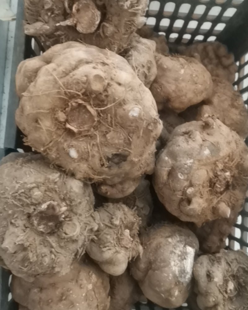 出售150斤大魔芋，大的有5斤，单果重量。